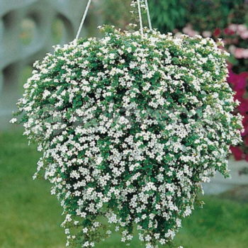 Бакола цветок фото и описание